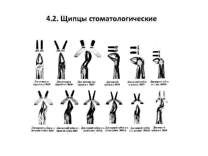 4. 2. Щипцы стоматологические 