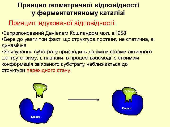 Принцип геометричної відповідності у ферментативному каталізі Принцип індукованої відповідності • Запропонований Даніелем Кошландом мол.