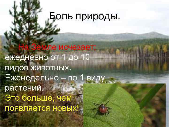Боль природы. На Земле исчезает: ежедневно от 1 до 10 видов животных. Еженедельно –