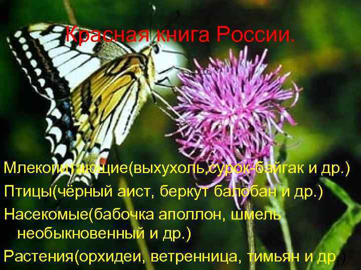 Красная книга России. Млекопитающие(выхухоль, сурок-байгак и др. ) Птицы(чёрный аист, беркут балобан и др.