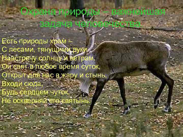  Охрана природы – важнейшая задача человечества. Есть природы храм – С лесами, тянущими