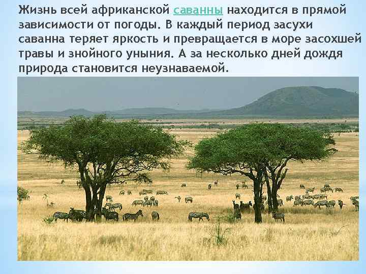 Жизнь всей африканской саванны находится в прямой зависимости от погоды. В каждый период засухи