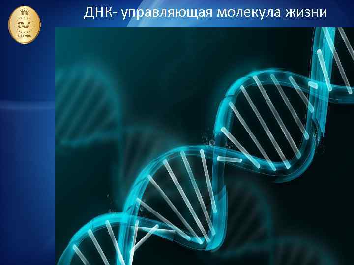 ДНК- управляющая молекула жизни 