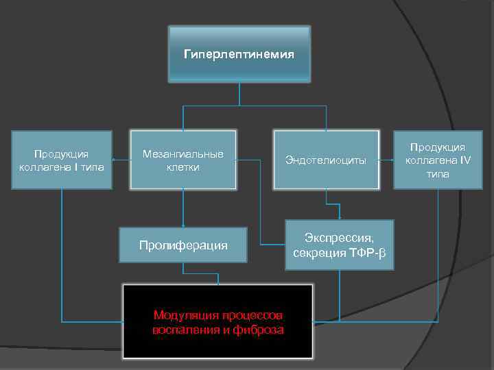 Гиперлептинемия Продукция коллагена I типа Мезангиальные клетки Эндотелиоциты Пролиферация Модуляция процессов воспаления и фиброза