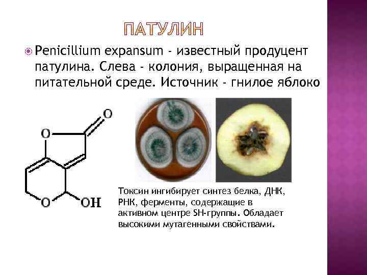  Penicillium expansum - известный продуцент патулина. Слева - колония, выращенная на питательной среде.