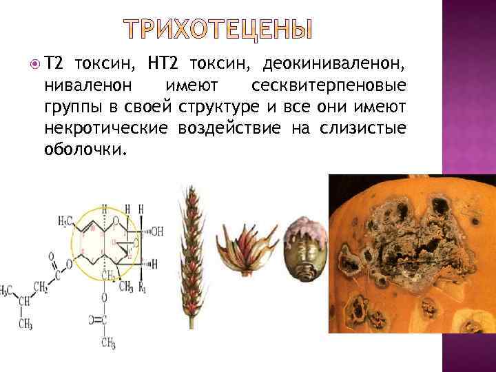  T 2 токсин, HT 2 токсин, деокиниваленон, ниваленон имеют сесквитерпеновые группы в своей