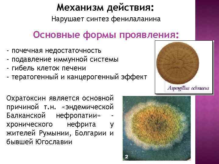 Механизм действия: Нарушает синтез фенилаланина Основные формы проявления: - почечная недостаточность - подавление иммунной