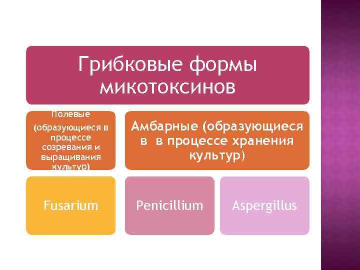 Грибковые формы микотоксинов Полевые (образующиеся в процессе созревания и выращивания культур) Fusarium Амбарные (образующиеся