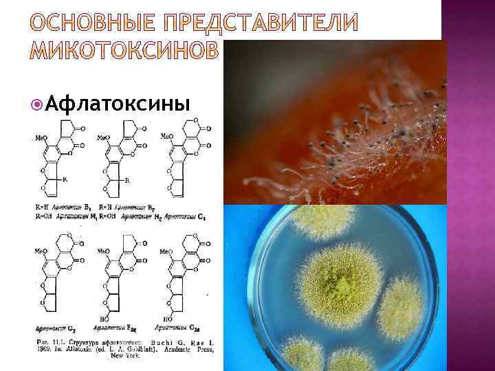  Афлатоксины 