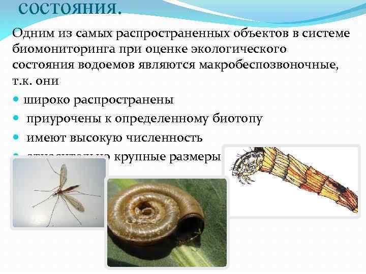 состояния. Одним из самых распространенных объектов в системе биомониторинга при оценке экологического состояния водоемов