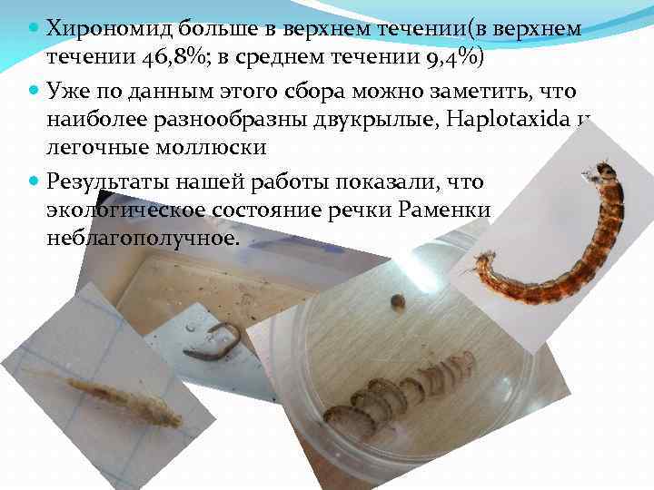  Хирономид больше в верхнем течении(в верхнем течении 46, 8%; в среднем течении 9,