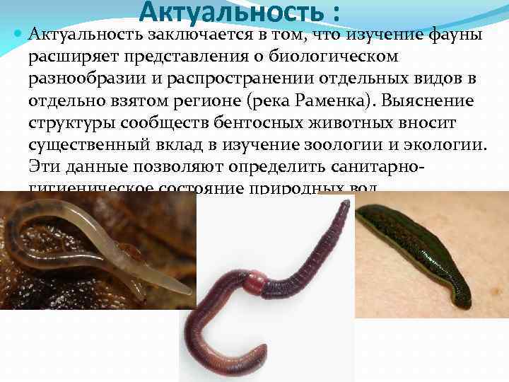 Актуальность : Актуальность заключается в том, что изучение фауны расширяет представления о биологическом разнообразии