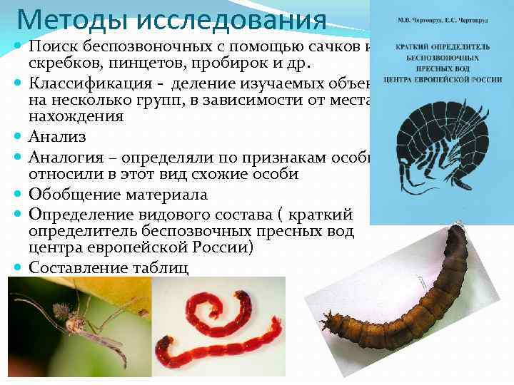 Методы исследования Поиск беспозвоночных с помощью сачков или скребков, пинцетов, пробирок и др. Классификация