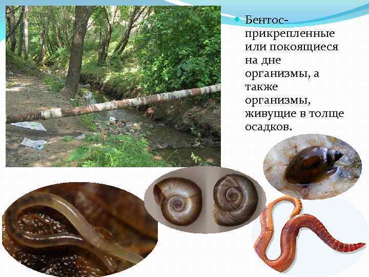  Бентос- прикрепленные или покоящиеся на дне организмы, а также организмы, живущие в толще