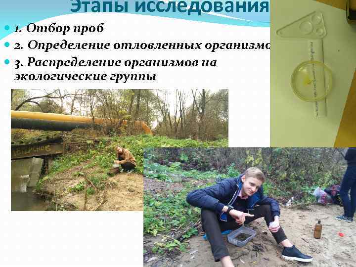 Этапы исследования: 1. Отбор проб 2. Определение отловленных организмов 3. Распределение организмов на экологические