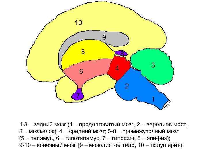 Какой цифрой на рисунке обозначен промежуточный мозг