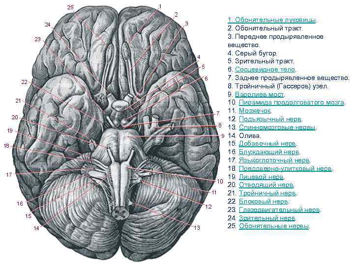Складчатая поверхность головного мозга. Заднее продырявленное вещество мозга анатомия. Обонятельный тракт головного мозга. Базальная поверхность головного мозга анатомия. Обонятельный тракт мозга латынь.