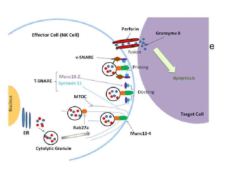 http: //www. nature. com/gene/journal/v 13/n 4/image s/gene 20123 f 2. jpg 