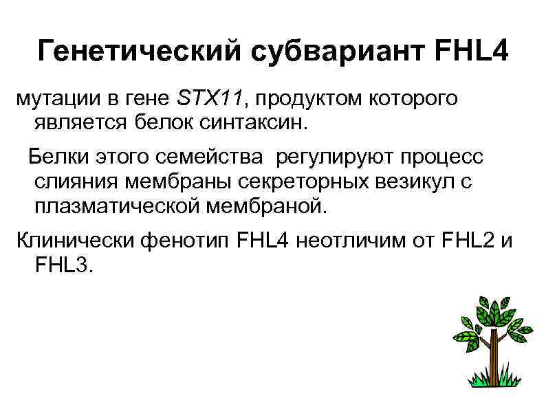 Генетический субвариант FHL 4 мутации в гене STX 11, продуктом которого является белок синтаксин.