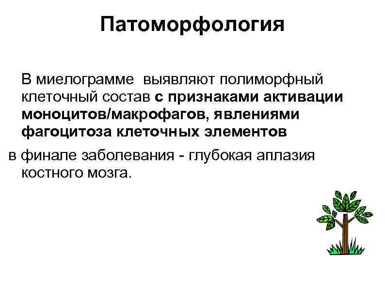 Патоморфология В миелограмме выявляют полиморфный клеточный состав с признаками активации моноцитов/макрофагов, явлениями фагоцитоза клеточных