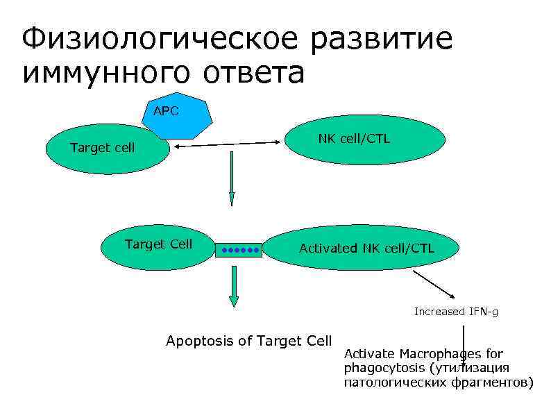 Физиологическое развитие иммунного ответа APC NK cell/CTL Target cell Target Cell Activated NK cell/CTL