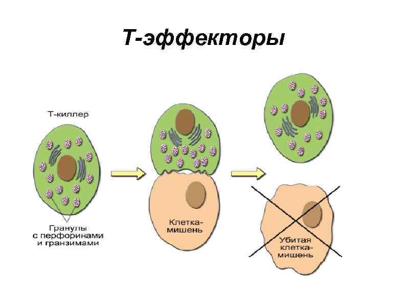 Т-эффекторы 