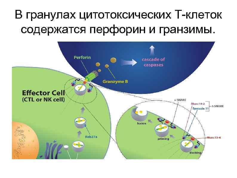 В гранулах цитотоксических Т-клеток содержатся перфорин и гранзимы. 