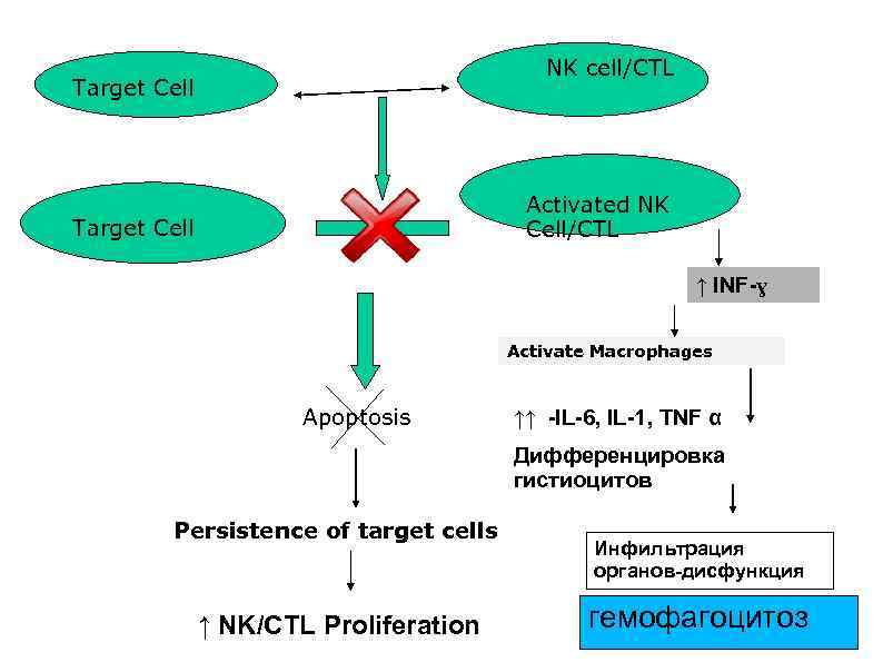 NK cell/CTL Target Cell Activated NK Cell/CTL Target Cell ↑ INF-ɣ Activate Macrophages Apoptosis