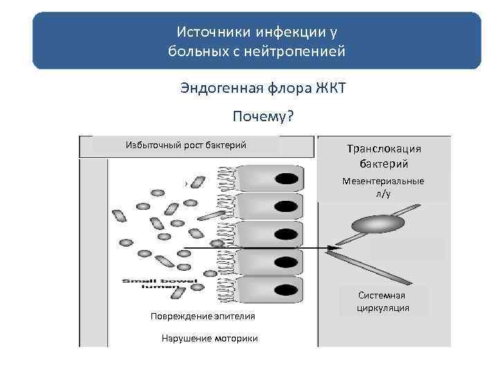 Источники инфекции у больных с нейтропенией Эндогенная флора ЖКТ Почему? Избыточный рост бактерий Транслокация