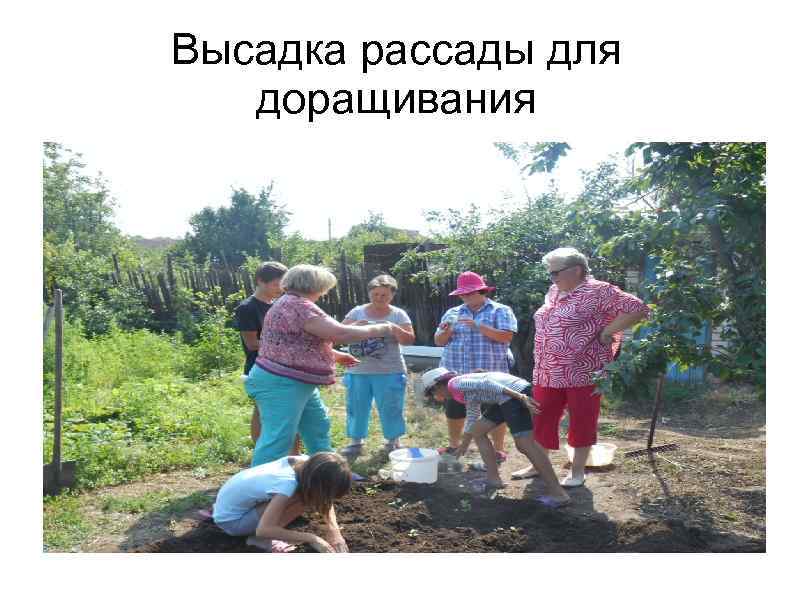 Высадка рассады для доращивания 