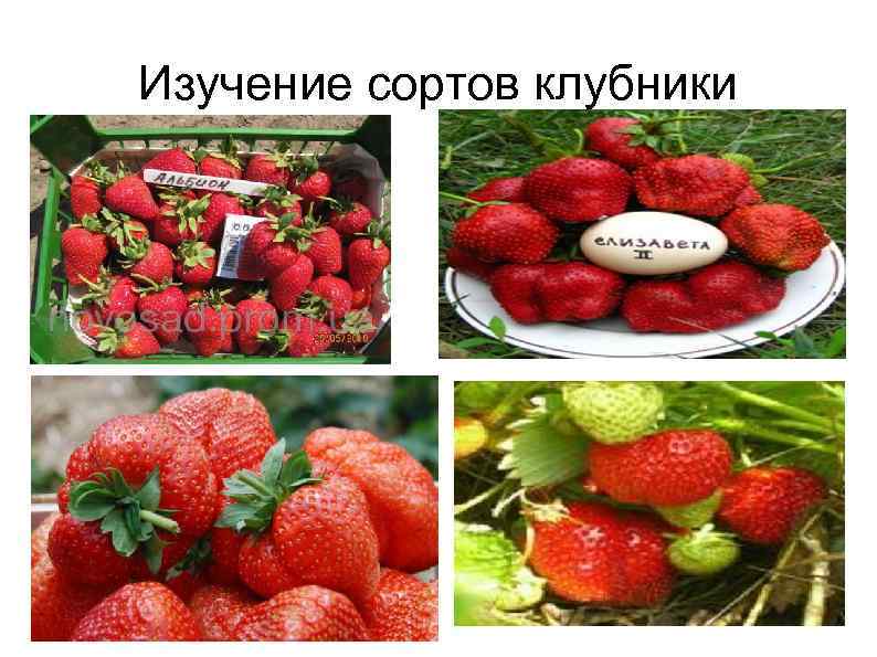 Изучение сортов клубники 