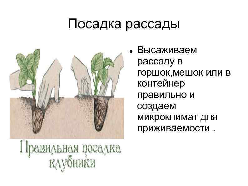 Посадка рассады Высаживаем рассаду в горшок, мешок или в контейнер правильно и создаем микроклимат