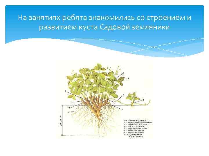 На занятиях ребята знакомились со строением и развитием куста Садовой земляники 