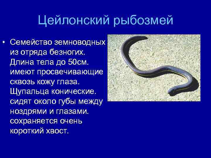 Цейлонский рыбозмей • Семейство земноводных из отряда безногих. Длина тела до 50 см. имеют