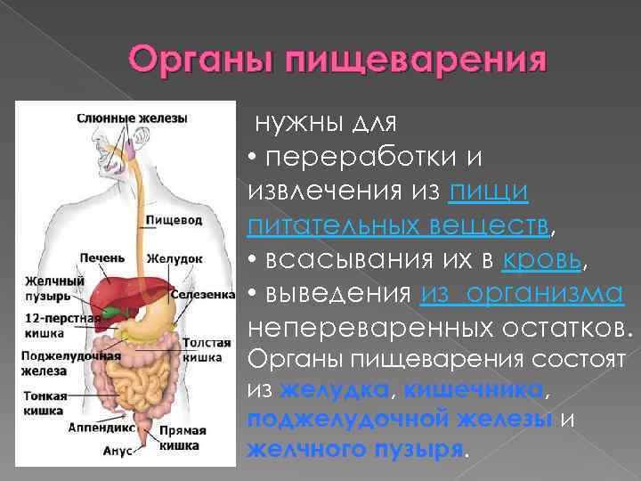 Пищеварительная система состоит из органов. Перечислите органы пищеварения. Пищеварительная система состоит из. Переваривание пищи в органах пищеварения. Питательные вещества и органы пищеварительной системы.