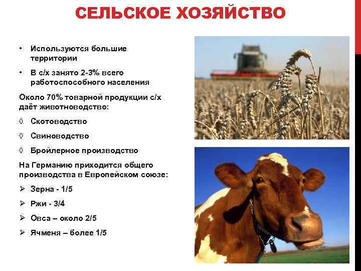 СЕЛЬСКОЕ ХОЗЯЙСТВО • Используются большие территории • В с/х занято 2 -3% всего работоспособного