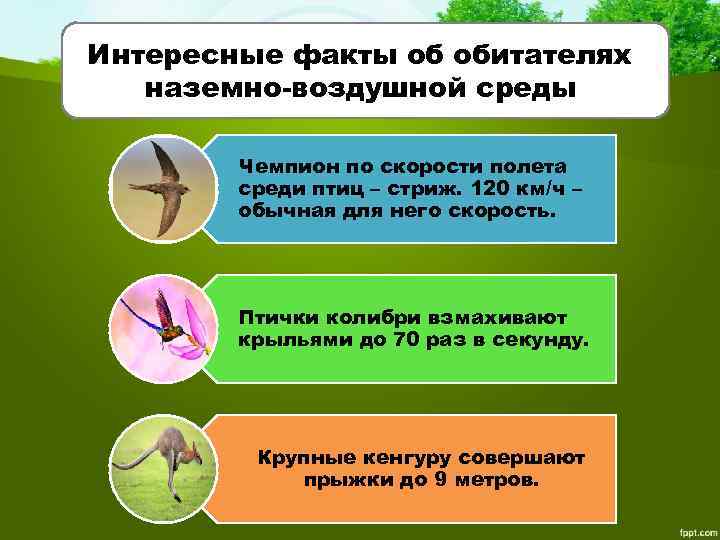 Рассмотрите рисунок 52 53 составьте план рассказа приспособления птиц и зверей к местам обитания