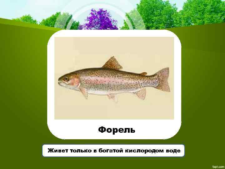 Форель Живет только в богатой кислородом воде 