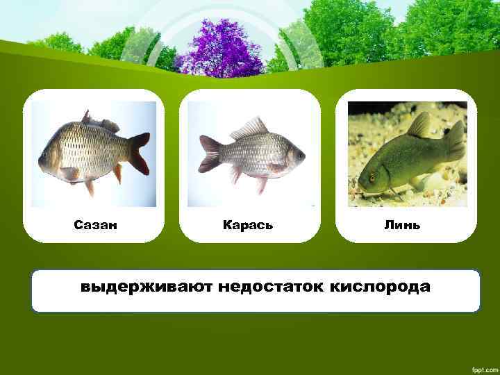 Сазан Карась Линь выдерживают недостаток кислорода 