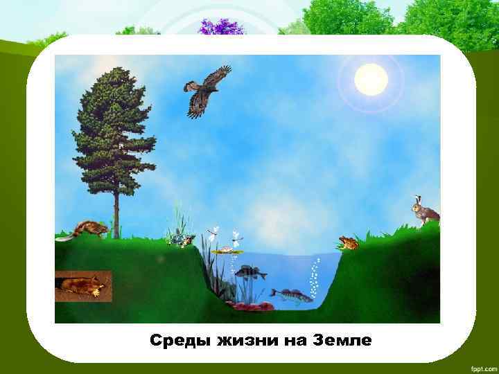 Среды жизни на Земле 