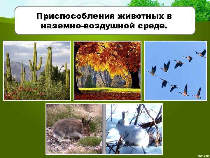 Приспособления животных в наземно-воздушной среде. 