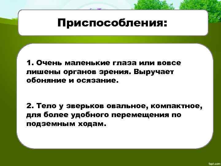 Приспособления: 1. Очень маленькие глаза или вовсе лишены органов зрения. Выручает обоняние и осязание.