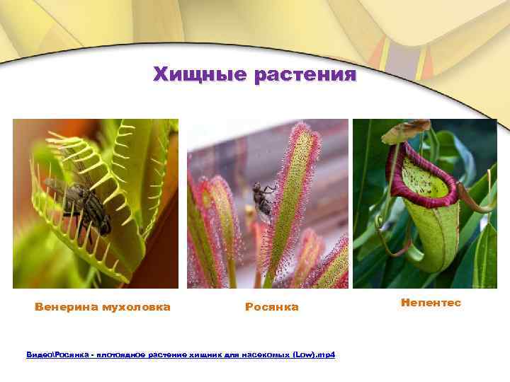 Хищные растения Венерина мухоловка Росянка ВидеоРосянка - плотоядное растение хищник для насекомых (Low). mp