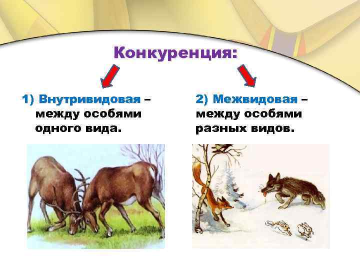 Конкуренция: 1) Внутривидовая – между особями одного вида. 2) Межвидовая – между особями разных