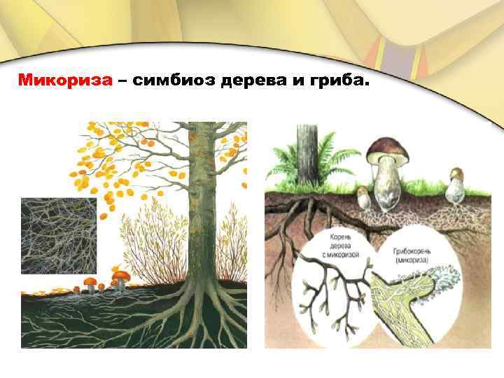 Микориза – симбиоз дерева и гриба. 