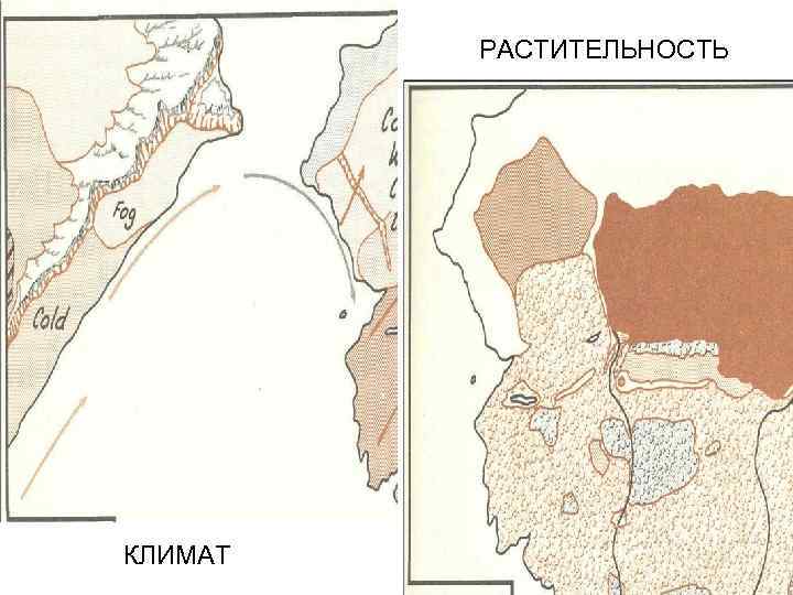 РАСТИТЕЛЬНОСТЬ КЛИМАТ 