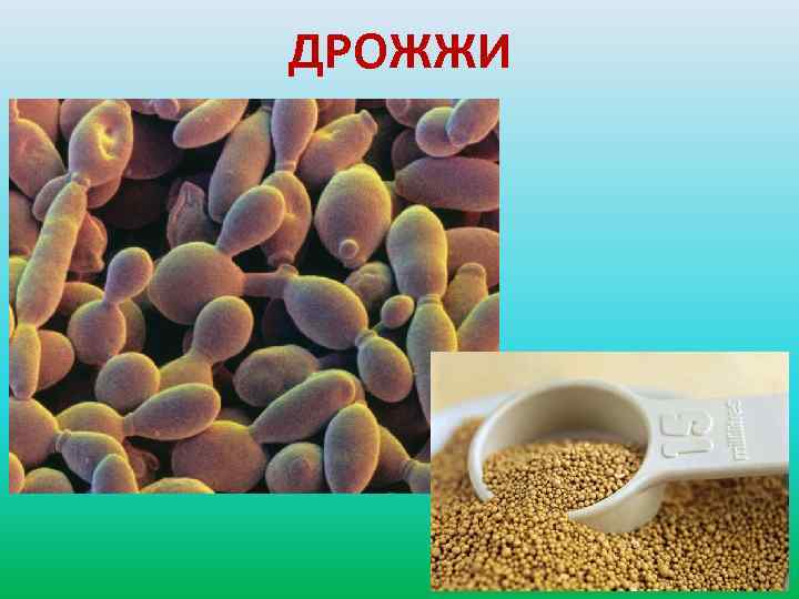 ДРОЖЖИ 