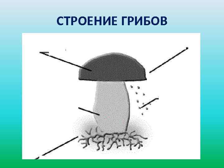 СТРОЕНИЕ ГРИБОВ 