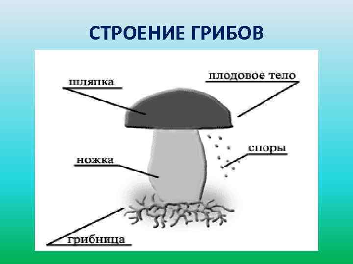 СТРОЕНИЕ ГРИБОВ 