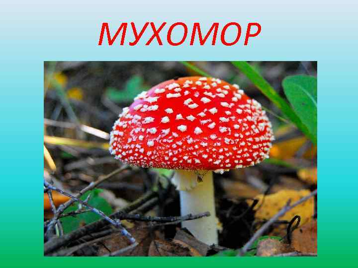 МУХОМОР 